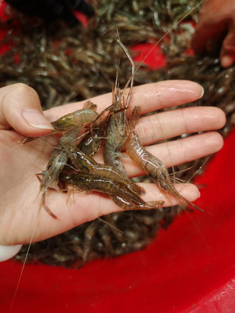 微山湖原生态自然生长河虾，青虾，冰鲜河虾，