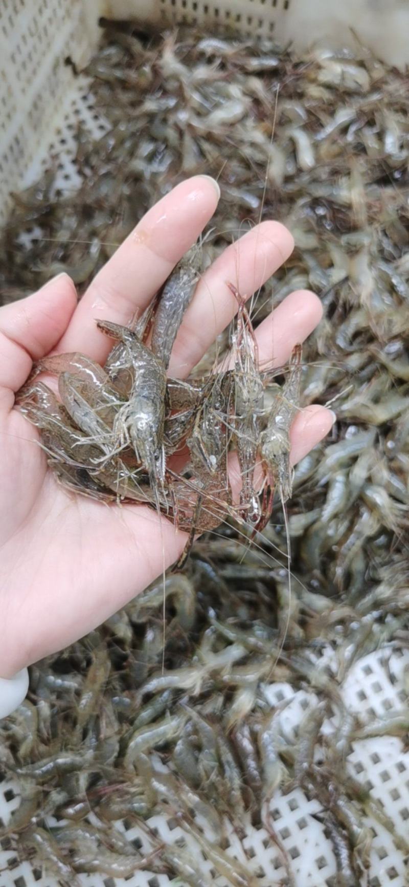 微山湖原生态自然生长河虾，青虾，冰鲜河虾，