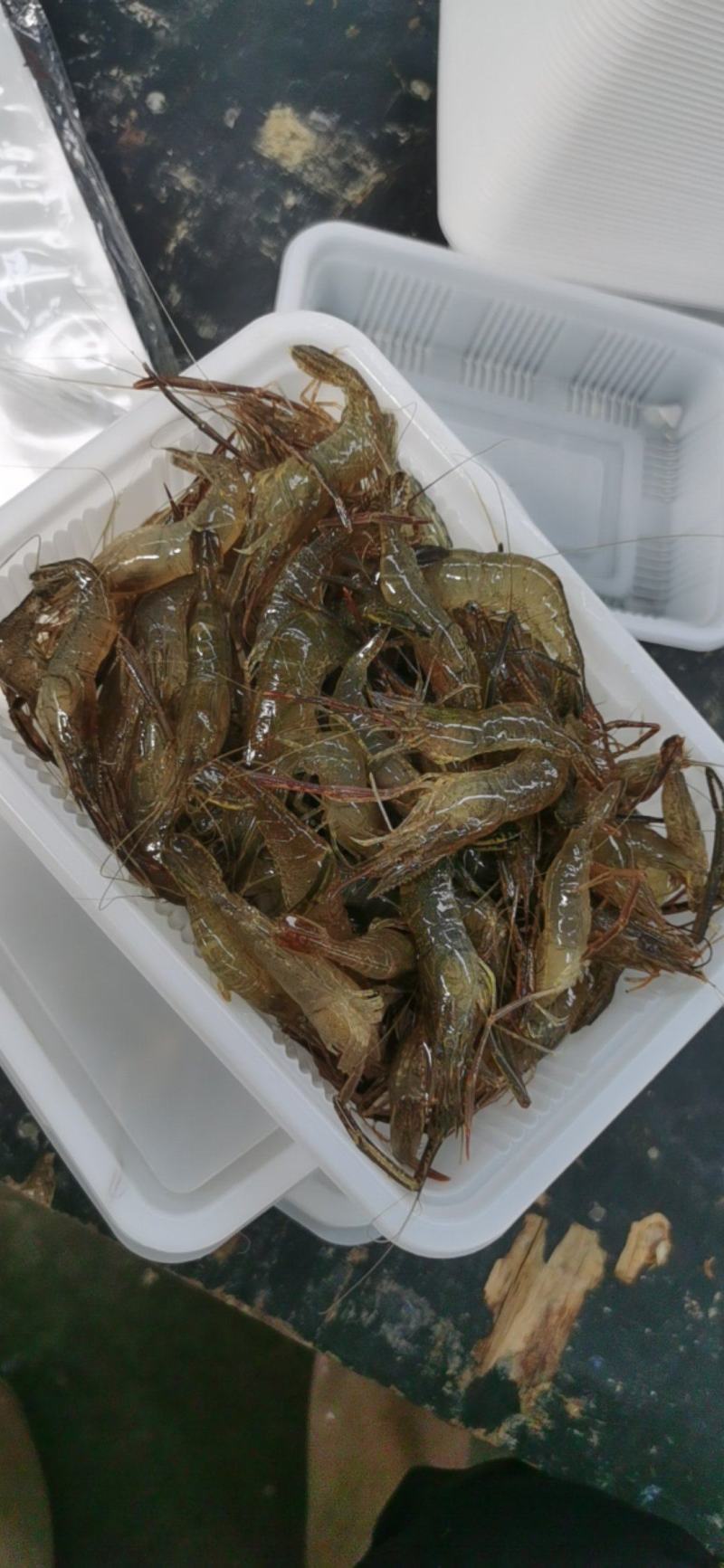 微山湖原生态自然生长河虾，青虾，冰鲜河虾，