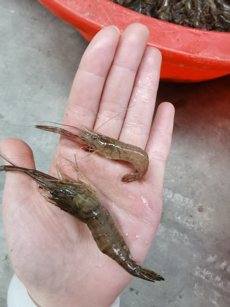 微山湖原生态自然生长河虾，青虾，冰鲜河虾，