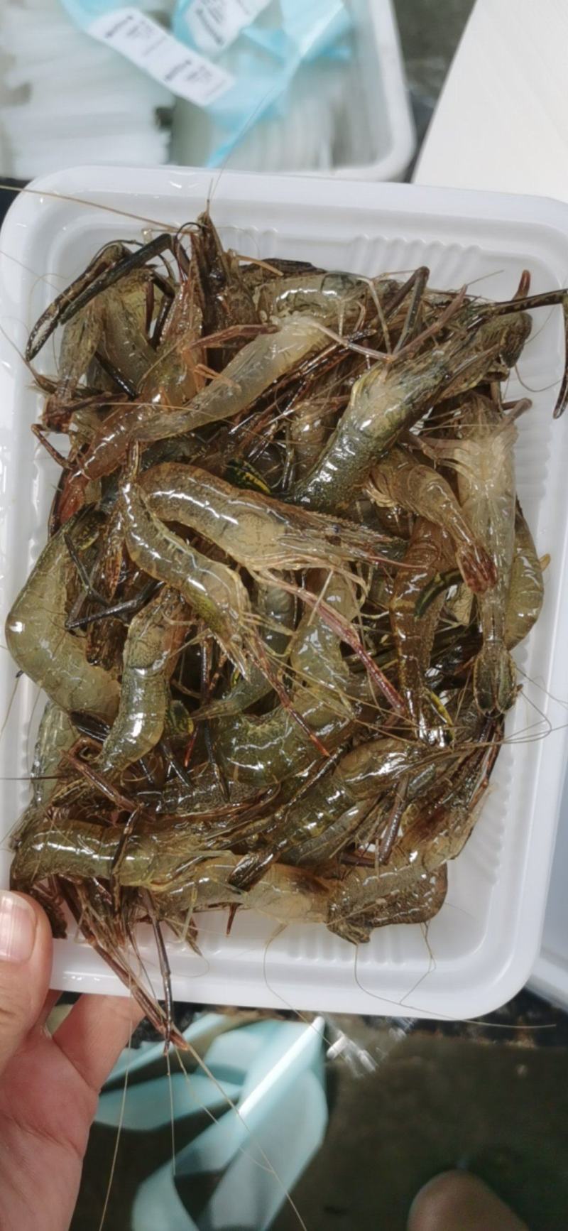 微山湖原生态自然生长河虾，青虾，冰鲜河虾，