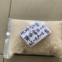 10%碎谷子皇白米（OM）50kg，现货，新鲜，直签。