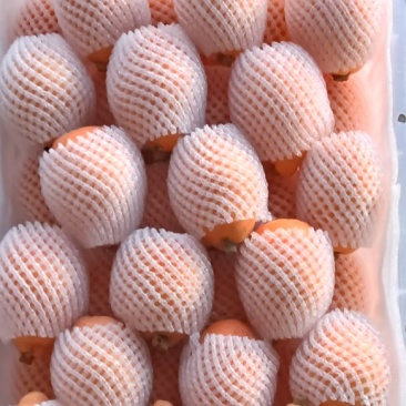 云霄枇杷