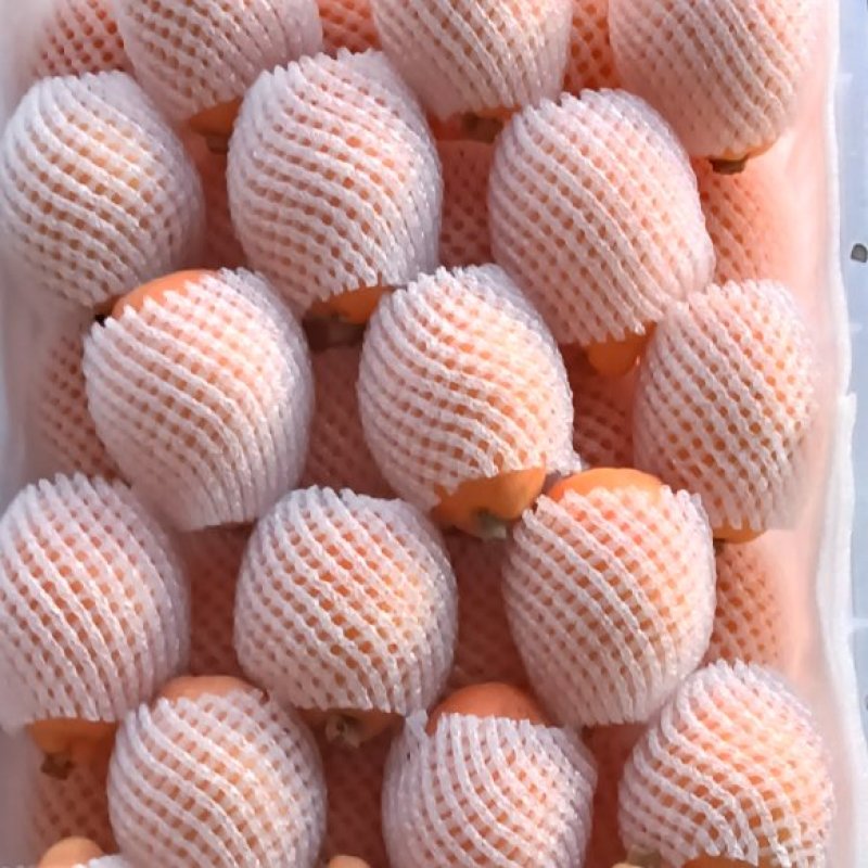 云霄枇杷