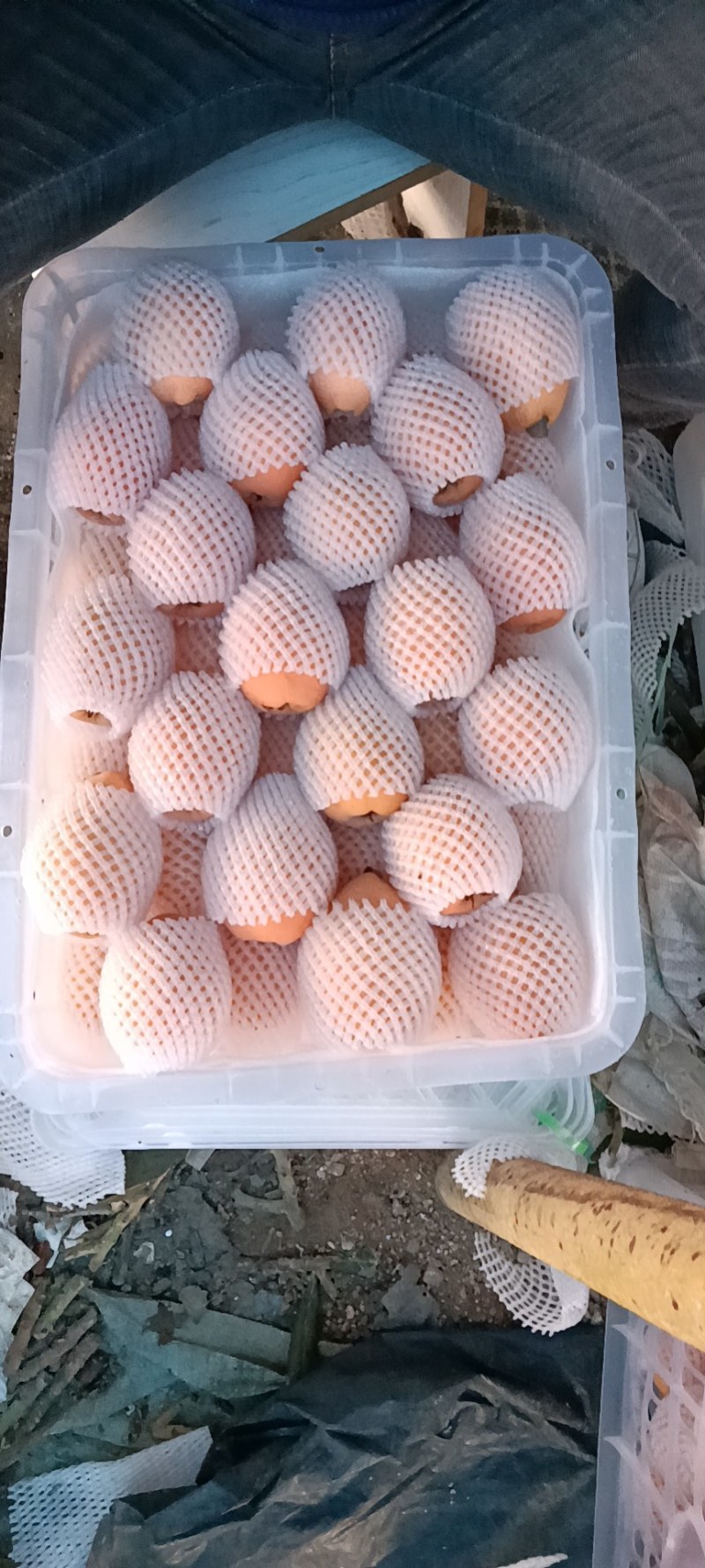 云霄枇杷