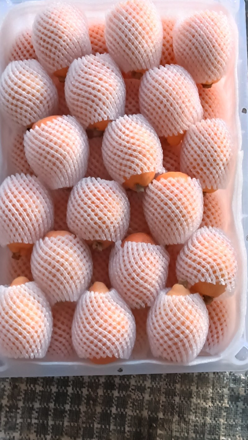 云霄枇杷