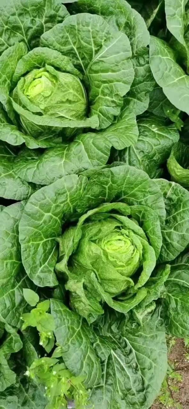 【实力商家】黄心白菜，质量好，品行好，鸡腿白菜，量大从优