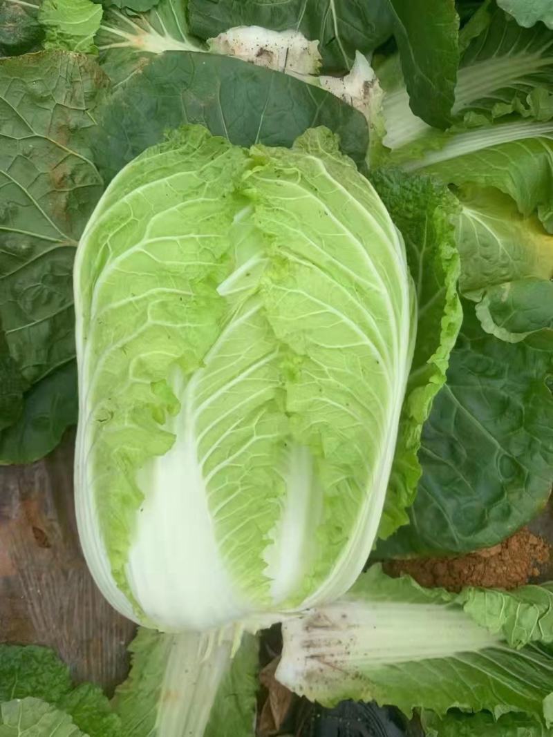 【实力商家】黄心白菜，质量好，品行好，鸡腿白菜，量大从优