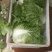 【实力商家】黄心白菜，质量好，品行好，鸡腿白菜，量大从优