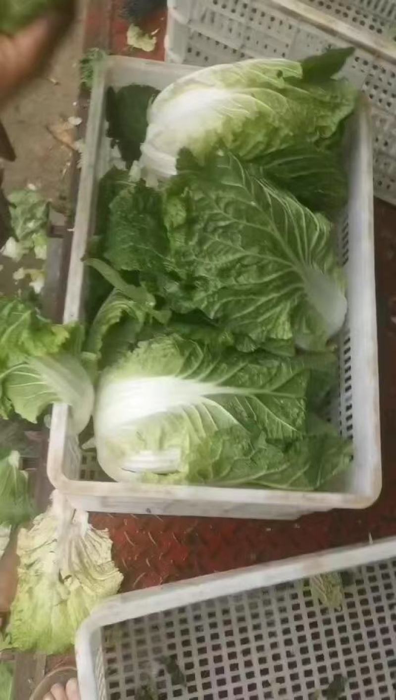 【实力商家】黄心白菜，质量好，品行好，鸡腿白菜，量大从优