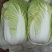 【实力商家】黄心白菜，质量好，品行好，鸡腿白菜，量大从优