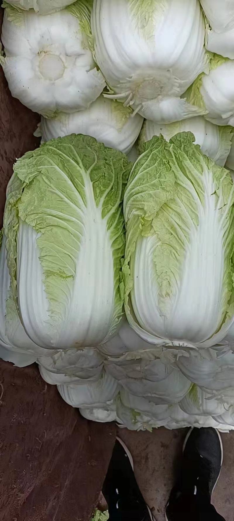 【实力商家】黄心白菜，质量好，品行好，鸡腿白菜，量大从优