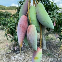 海南辣椒芒️上架核如牙签果肉甜糯细腻多汁