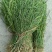 野生麦黄草百蕊草百乳草精选中药材细须草青龙草大别山区采摘