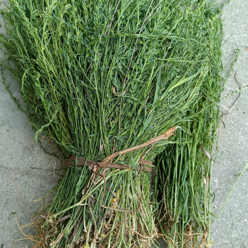 野生麦黄草百蕊草百乳草精选中药材细须草青龙草大别山区采摘