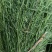 野生麦黄草百蕊草百乳草精选中药材细须草青龙草大别山区采摘