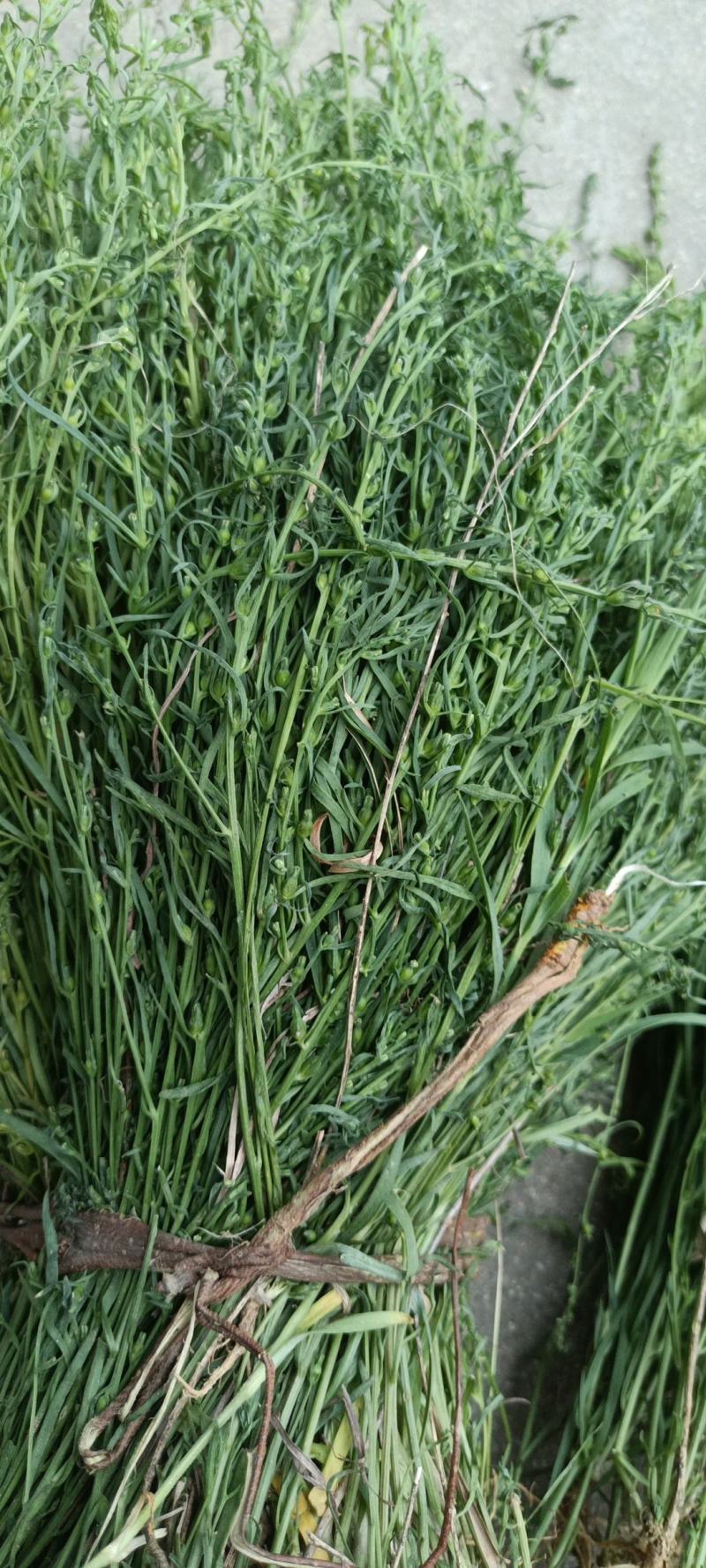 野生麦黄草百蕊草百乳草精选中药材细须草青龙草大别山区采摘