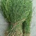 野生麦黄草百蕊草百乳草精选中药材细须草青龙草大别山区采摘