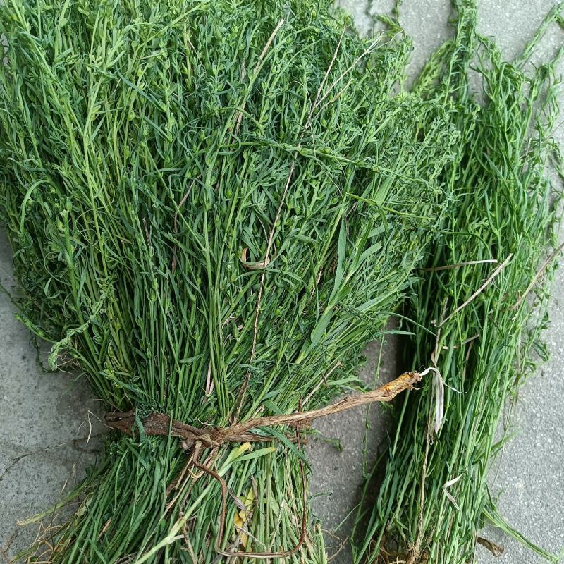 野生麦黄草百蕊草百乳草精选中药材细须草青龙草大别山区采摘