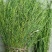 野生麦黄草百蕊草百乳草精选中药材细须草青龙草大别山区采摘