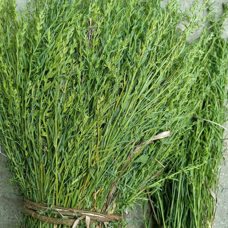 野生麦黄草百蕊草百乳草精选中药材细须草青龙草大别山区采摘