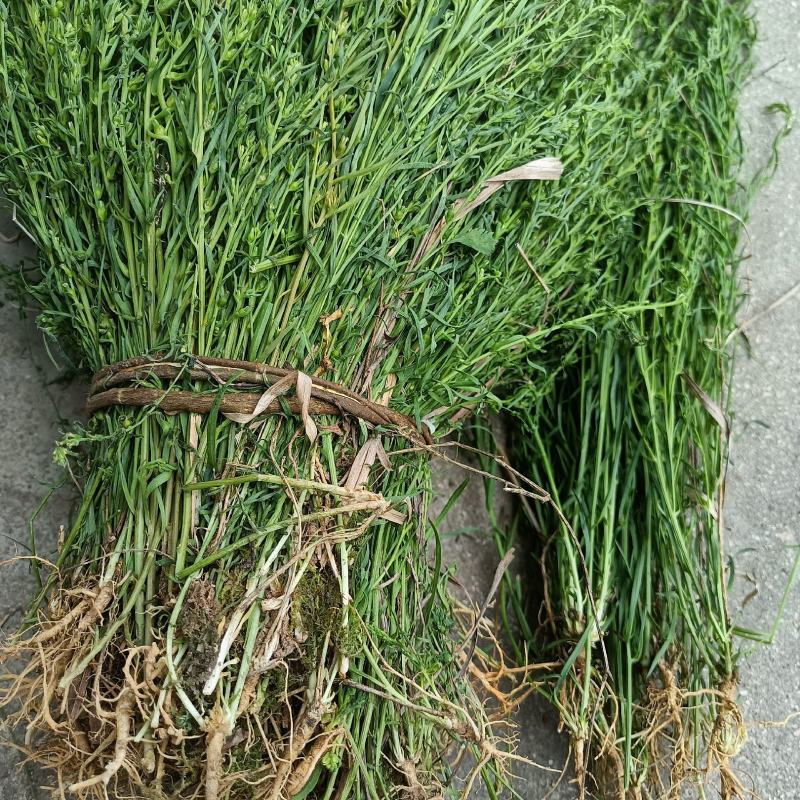 野生麦黄草百蕊草百乳草精选中药材细须草青龙草大别山区采摘