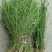 野生麦黄草百蕊草百乳草精选中药材细须草青龙草大别山区采摘