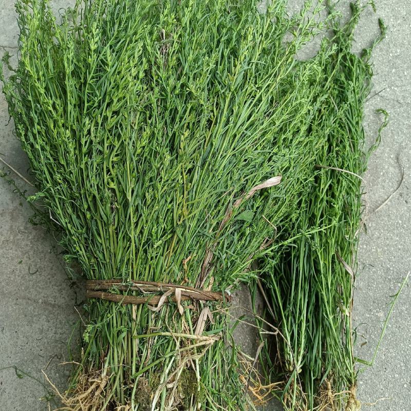 野生麦黄草百蕊草百乳草精选中药材细须草青龙草大别山区采摘