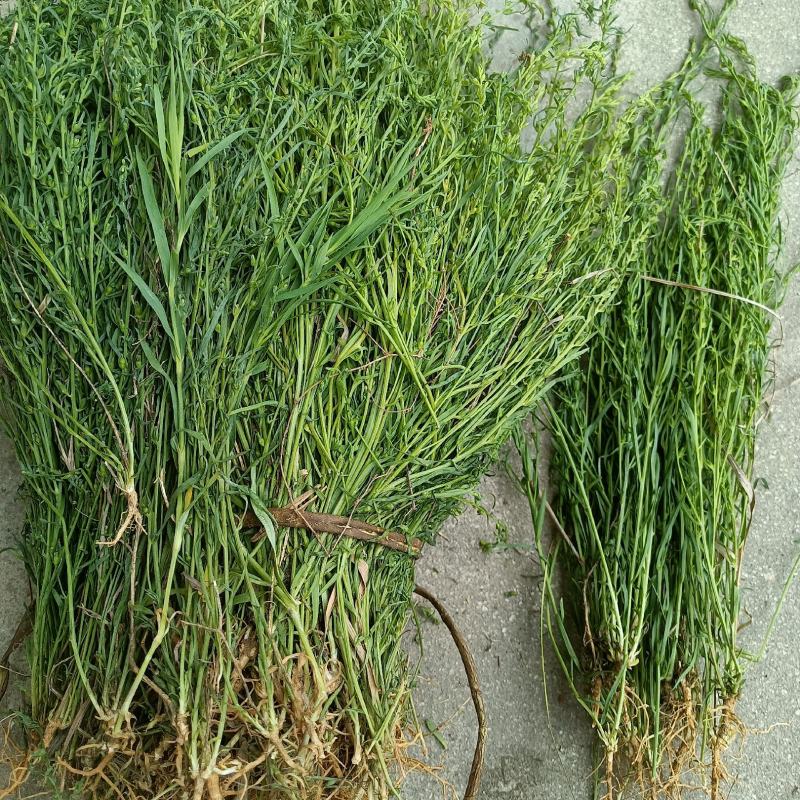 野生麦黄草百蕊草百乳草精选中药材细须草青龙草大别山区采摘