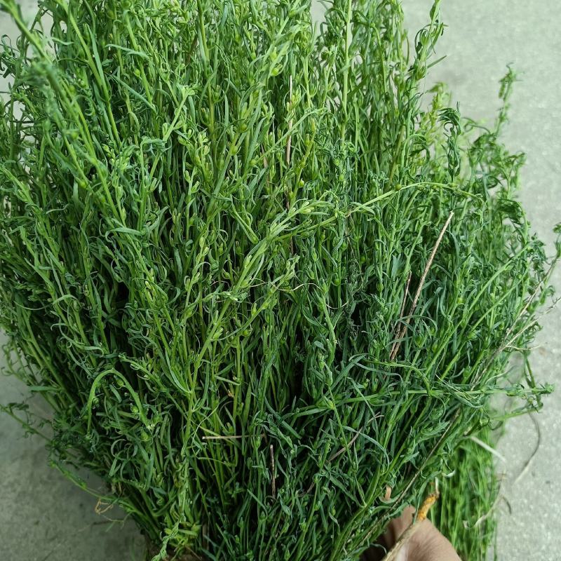 野生麦黄草百蕊草百乳草精选中药材细须草青龙草大别山区采摘