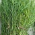 野生麦黄草百蕊草百乳草精选中药材细须草青龙草大别山区采摘