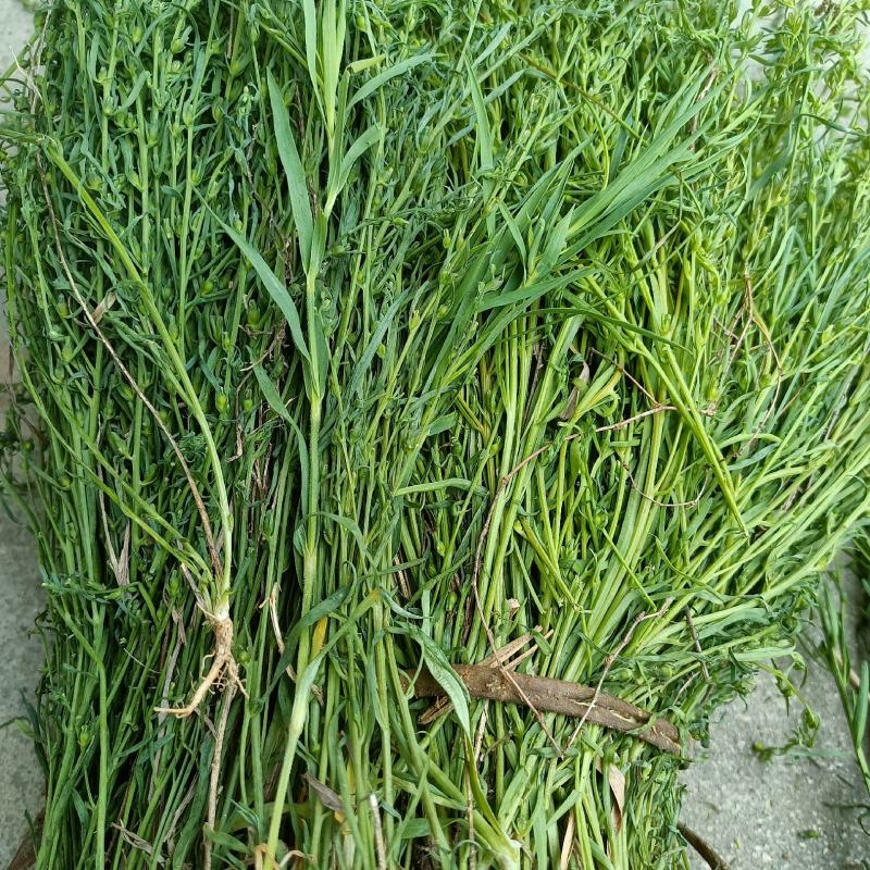 野生麦黄草百蕊草百乳草精选中药材细须草青龙草大别山区采摘