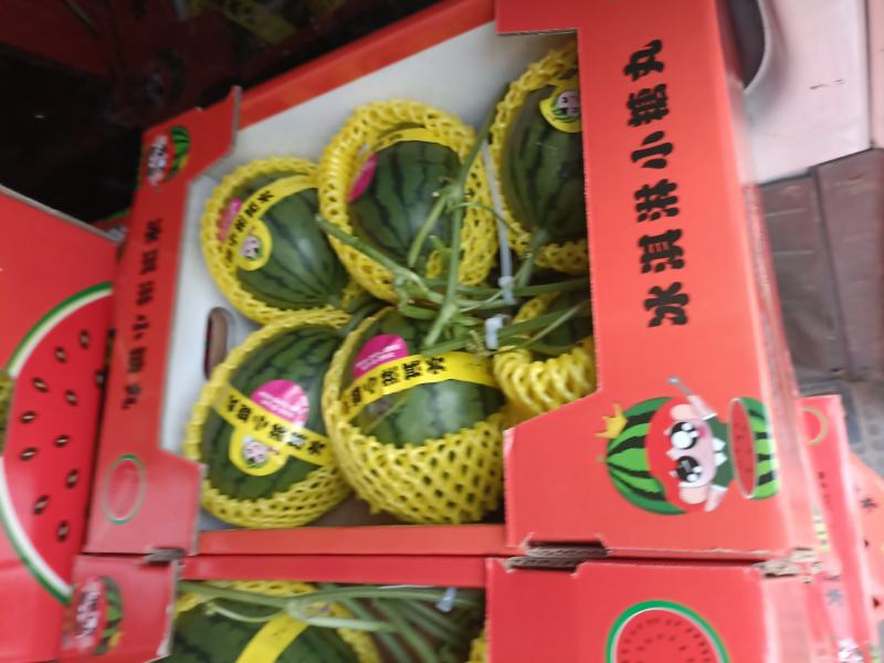 冰琪淋礼品吊小西瓜，棚内种植，脆甜多汁，