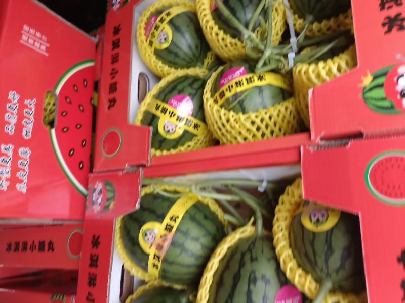 冰琪淋礼品吊小西瓜，棚内种植，脆甜多汁，