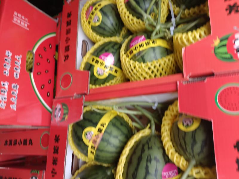 冰琪淋礼品吊小西瓜，棚内种植，脆甜多汁，