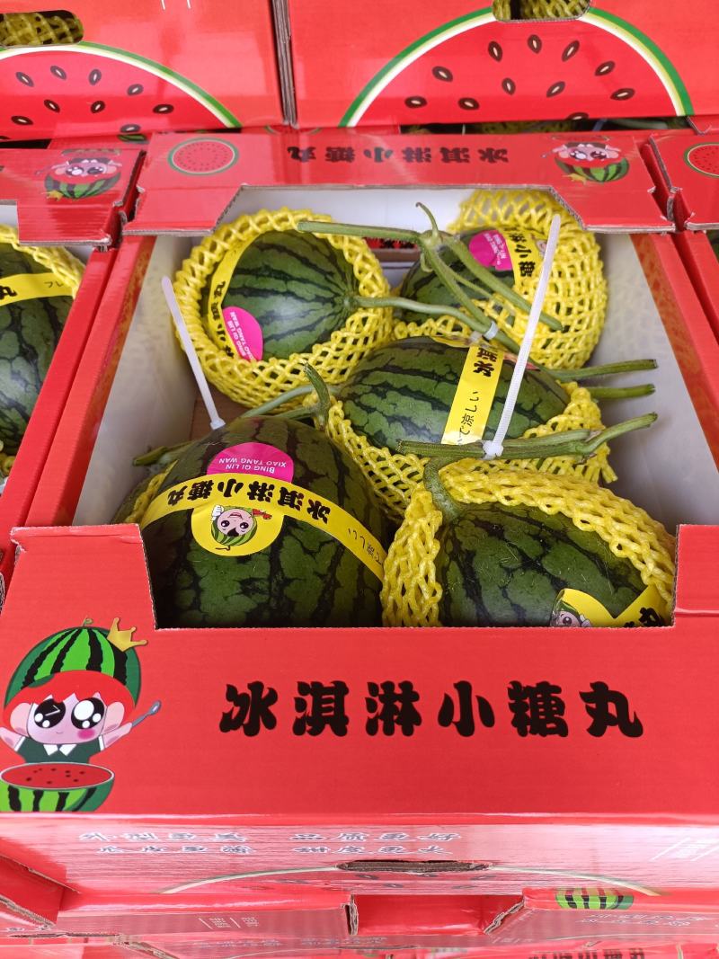 冰琪淋礼品吊小西瓜，棚内种植，脆甜多汁，