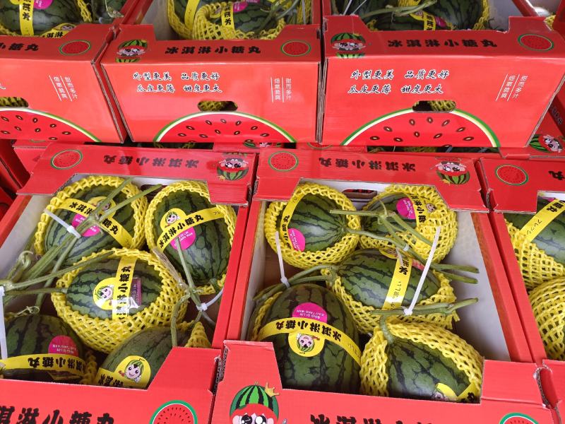 冰琪淋礼品吊小西瓜，棚内种植，脆甜多汁，