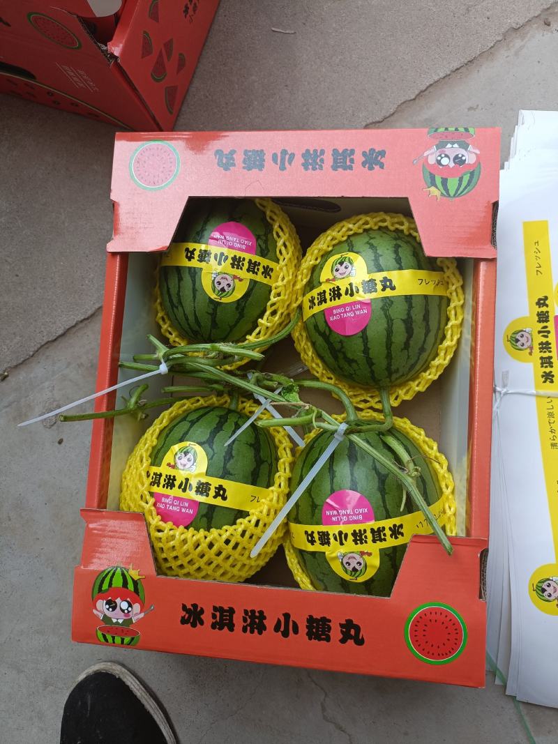 冰琪淋礼品吊小西瓜，棚内种植，脆甜多汁，