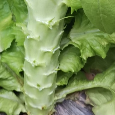 莴苣里外绿莴苣上市需要的联系