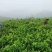 湘西永顺莓茶2022年新茶湘西莓茶永顺莓茶