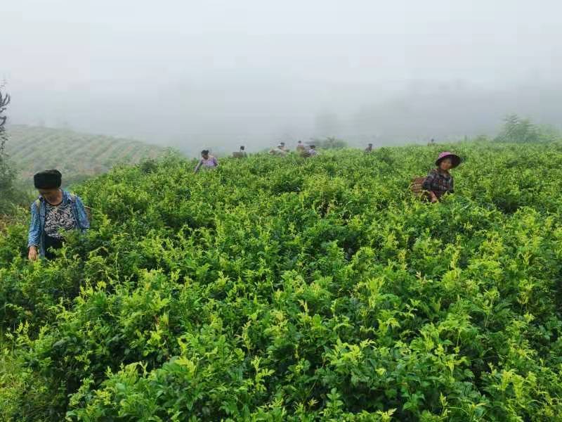 湘西永顺莓茶2022年新茶湘西莓茶永顺莓茶