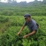 湘西永顺莓茶2022年新茶湘西莓茶永顺莓茶