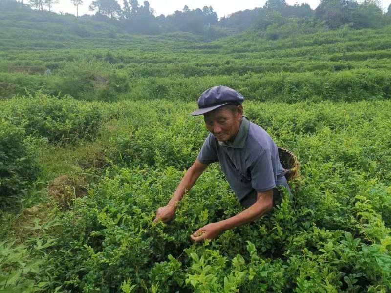 湘西永顺莓茶2022年新茶湘西莓茶永顺莓茶