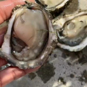 福建生蚝