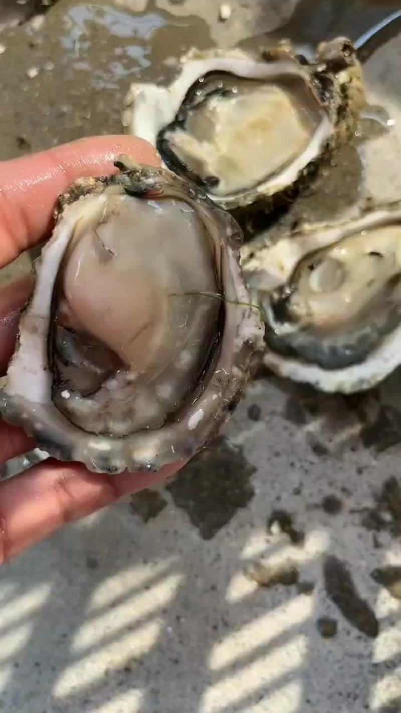 福建生蚝
