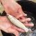 各种8-15公分鱼苗品质高体格好的鱼苗草鱼苗