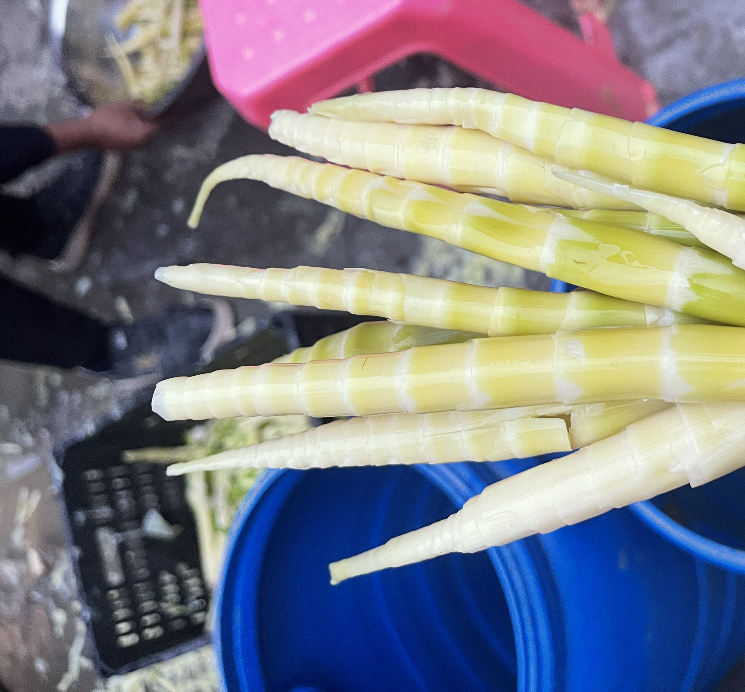 莴苣清洗过程