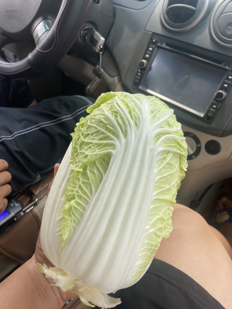 精品娃娃菜基地直供一手货源品质保证诚信经营欢迎采购