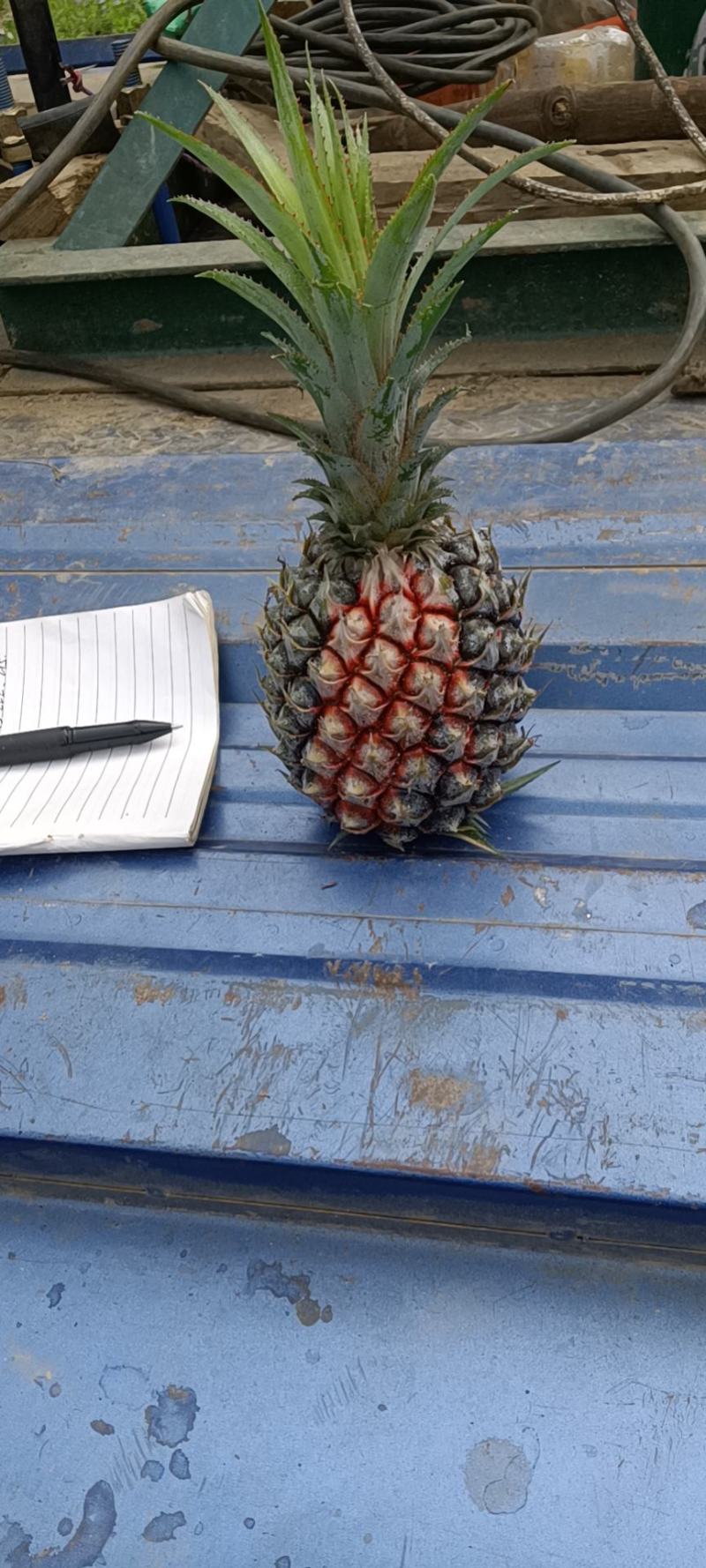 云南香水菠萝产地一手货源直供，货源充足，欢迎全国各地的老