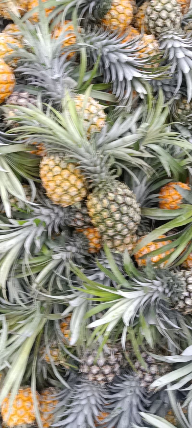 云南香水菠萝产地一手货源直供，货源充足，欢迎全国各地的老